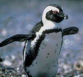 African Penguins African penguins have a black upside down U-shape on their neck with black speckles on their chest.