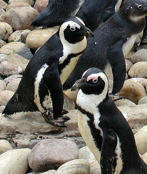 African penguins live and breed on the coast of South Africa. People have hunted these penguins so much that their numbers declined from at least one million to about 150,000.