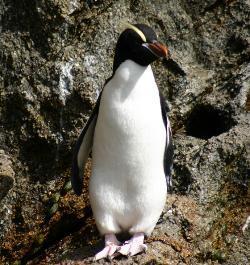 Erect-Crested Penguin The erect-crested penguin is a very rare breed only found in a select few places around New Zealand. The penguins only live on four islands.