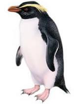 The Fiordland Penguin has thick yellow stripe running above the eye. They have a series of white streaks on the cheeks.