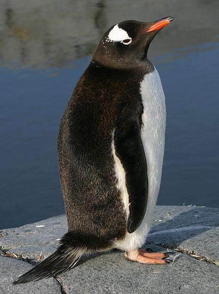 Gentoo penguins make nests on the inland grasslands. They pile stones, grass and sticks to create a circular nest.