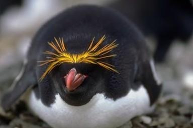 Macaroni Penguins "Macaroni" used to be a hairstyle in England.