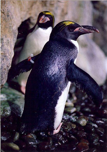They are closely related to the Royal penguin. They are generally a little over 2 feet tall and weight between 7 and 15 pounds.