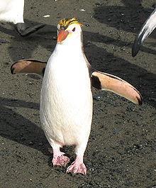 Crustaceans and squid are also part of the penguin's diet but only comprise approximately two percent of what they eat.