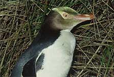 It is the rarest of all penguins due to the deforestation of the New Zealand coastline and the introduction of new predatory species to the island.