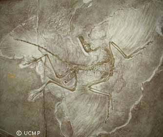 Archaeopteryx lithographica 6 specimens 145 million yr old Characters intermediate between reptiles & birds Which lineage of reptiles?