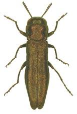 350 ROMAN KRÓLIK, TARAS JANICKI Agrilus scythicus sp. n. (Figs 1-2, 4, 6) DESCRIPTION Relatively small and slim species; body length: males 4.0-5.1 mm (holotype 4.8 mm), females 3.75-5.