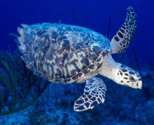 Two of them, the Olive ridley and Australian flatback, are not found around Florida.