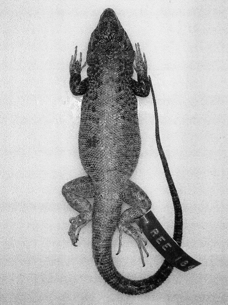 92 HERPETOLOGICA [Vol. 59, No. 1 marca Province, that belong to this northern radiation of the elongatus group.