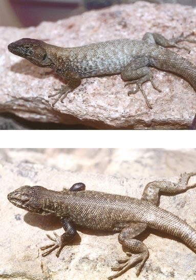 March 2003] HERPETOLOGICA 93 FIG. 2. Upper: adult male Liolaemus dicktracyi in life; lower: adult male Liolaemus umbrifer in life. larger and, therefore, usually fewer midbody scales (Table 2): L.
