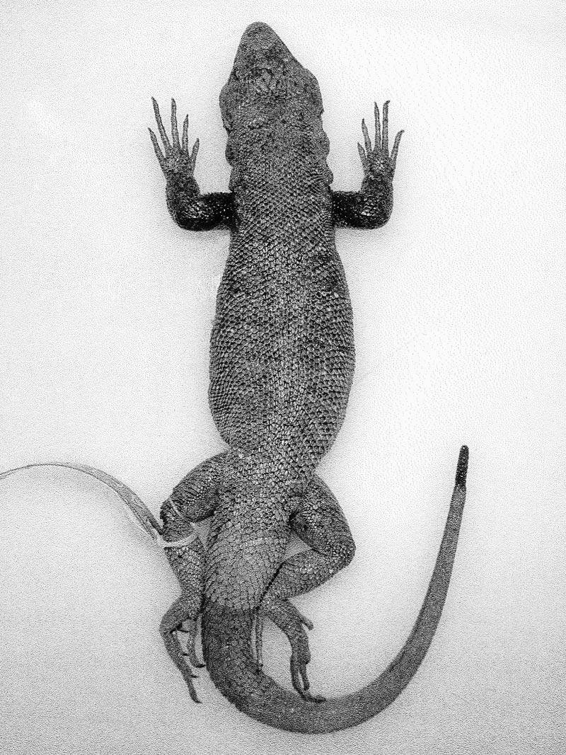 March 2003] HERPETOLOGICA 97 FIG. 5. Holotype of Liolaemus umbrifer (FML 9934; SVL 88.8 mm). data as holotype.