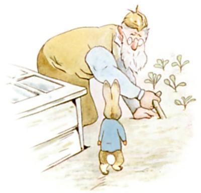 But there he met Mr. McGregor! to plant out: umpflanzen a cabbage: Mr. McGregor was on his hands and knees.