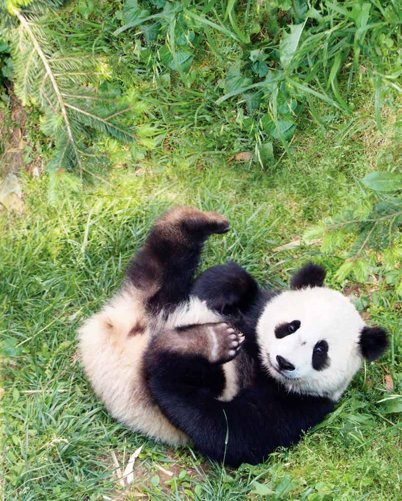 Black and white and loved all over! With less than 2,000 giant pandas remaining in the wild, they need all the love they can get.