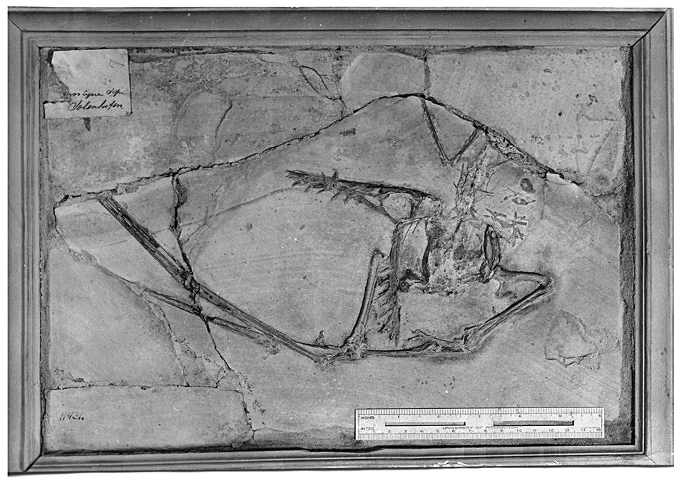 174 annals of carnegie MusEuM vol. 82 Fig. 6 CM 11431, Rhamphorhynchus muensteri prior to acid preparation and mounted in a wooden frame. The pictured ruler is 15 cm.