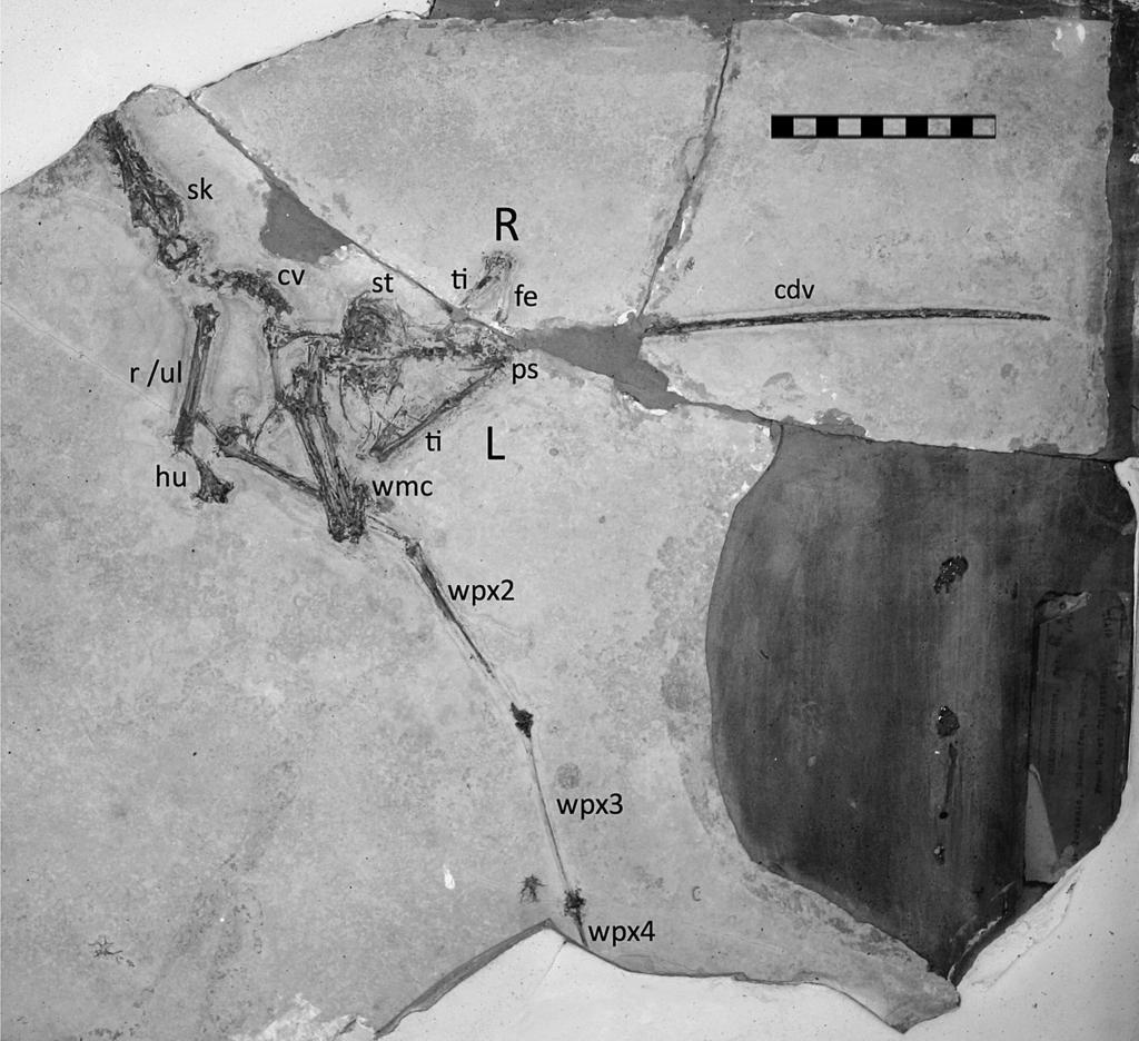 2013 HonE Et al. solnhofen PtErosaurs at carnegie MusEuM 175 Fig. 7. CM 11432, Rhamphorhynchus muensteri. Scale equals 10 cm with 1 cm divisions.