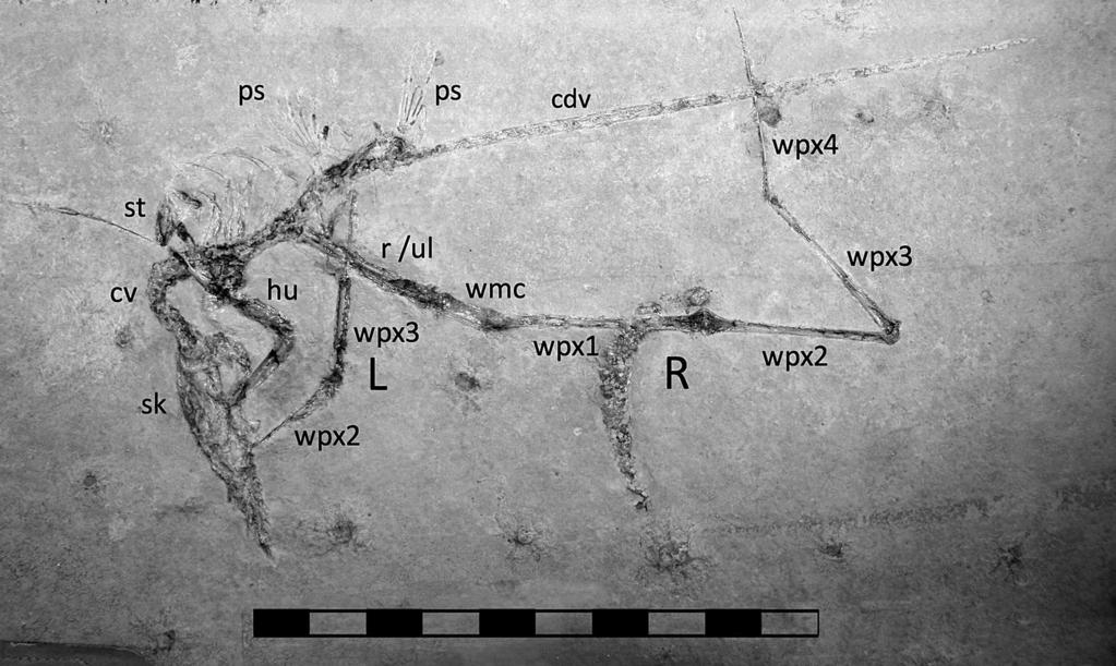 2013 HonE Et al. solnhofen PtErosaurs at carnegie MusEuM 177 Fig. 8. CM 11433, Rhamphorhynchus muensteri in right dorsolateral view. Scale equals 10 cm with 1 cm divisions.