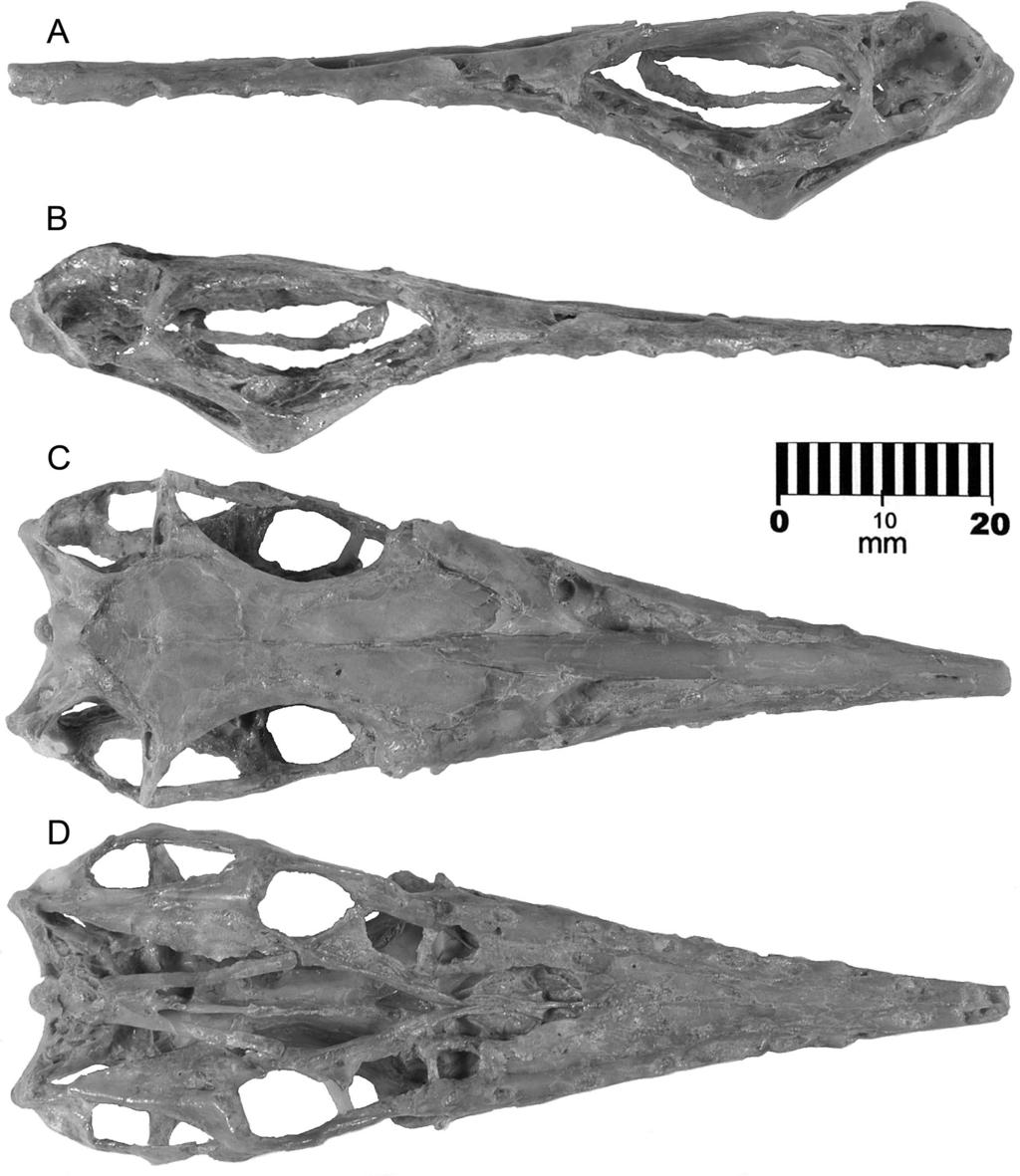 178 annals of carnegie MusEuM vol. 82 Fig. 9 CM 11434, Rhamphorhynchus muensteri. Skull in following views: A, left lateral; B, right lateral; C, dorsal; D, ventral.