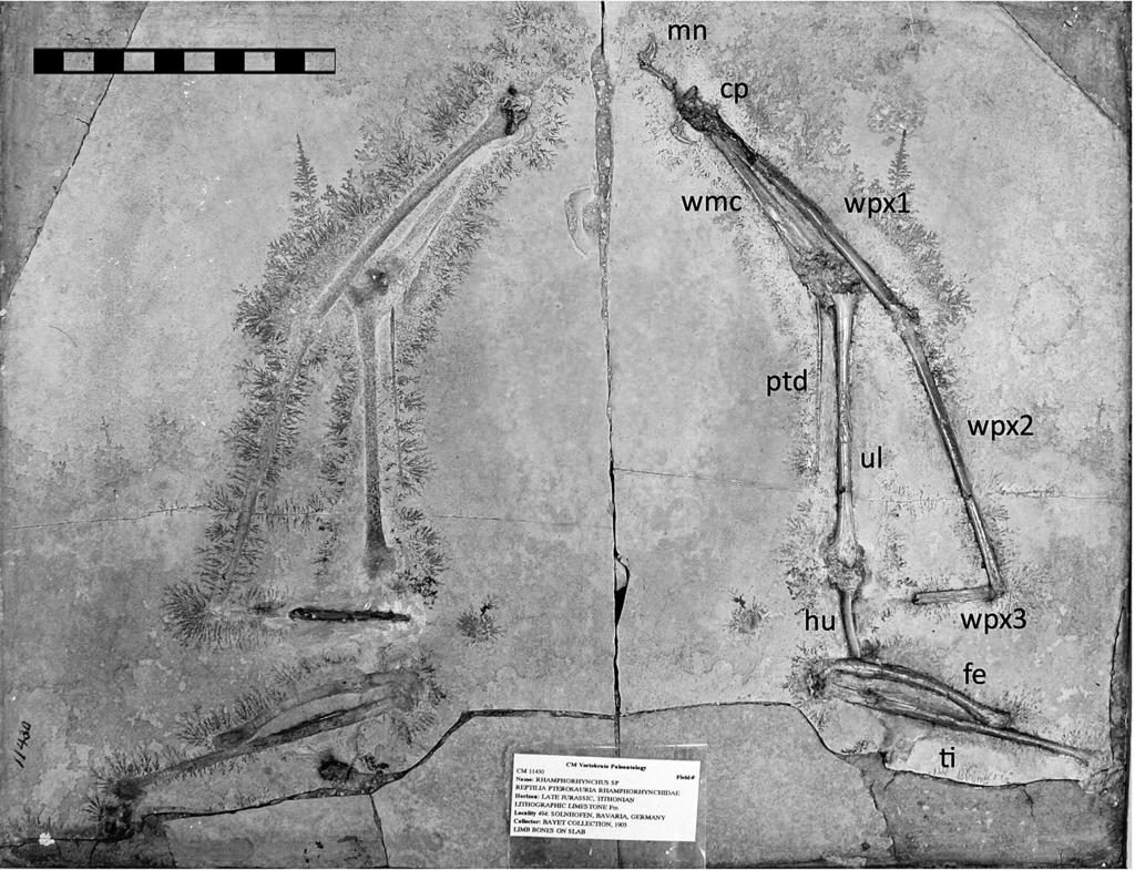 2013 HonE Et al. solnhofen PtErosaurs at carnegie MusEuM 185 Fig. 14. CM 11430, Pterodactyloidea indet. in ventral and left lateral views. Scale equals 10 cm with 1 cm divisions.