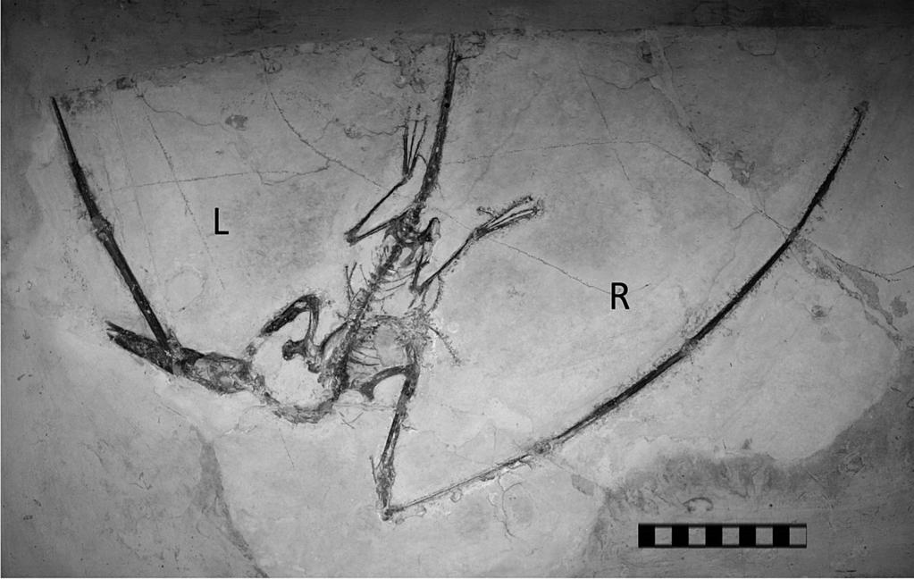 168 annals of carnegie MusEuM vol. 82 Fig. 1. CM 11427, Rhamphorhynchus muensteri in ventral view. Scale equals 10 cm with 1 cm divisions.