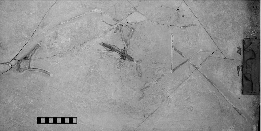 2013 HonE Et al. solnhofen PtErosaurs at carnegie MusEuM 169 Fig. 2 CM 11428, Rhamphorhynchus muensteri. Scale equals 10 cm with 1 cm divisions.
