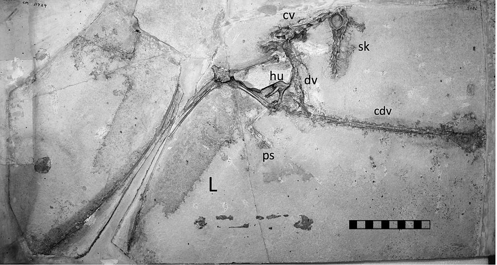 2013 HonE Et al. solnhofen PtErosaurs at carnegie MusEuM 171 Fig. 4. CM 11429, Rhamphorhynchus muensteri in primarily right lateral view. Scale equals 10 cm with 1 cm divisions.