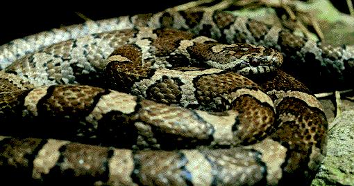 This species also uses cryptic coloration, or camouflage, in the form of tan, brown and rust colored bands that allow the copperhead to disappear easily into dried up, fallen leaves, sticks and limbs.