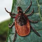 turkeys and coyotes. 4 FRONTLINE GOLD BRAND PRODUCTS KILL ALL STAGES OF TICKS.