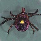 DID YOU KNOW? The Black-legged (deer) tick may carry the bacteria that causes Lyme disease.