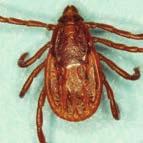 U.S. counties. 5 4 Blagburn BL, Dryden MW. Biology, treatment and control of flea and tick infestations.