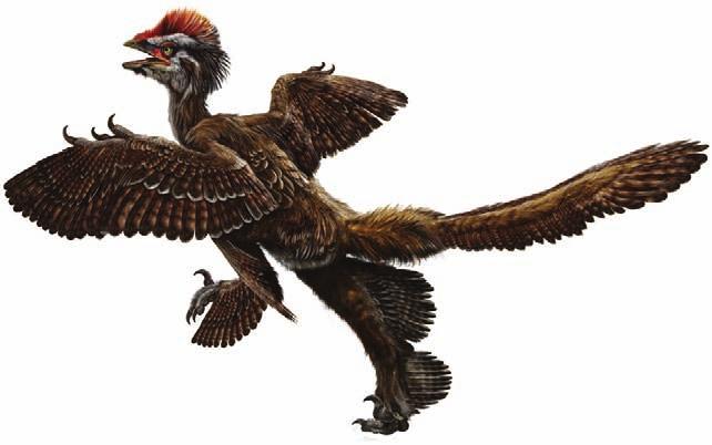 Also the appearance of long pennaceous feathers on the hind legs of this small theropod further supports the hypothesis that in their transition to birds, dinosaurs might have experienced a