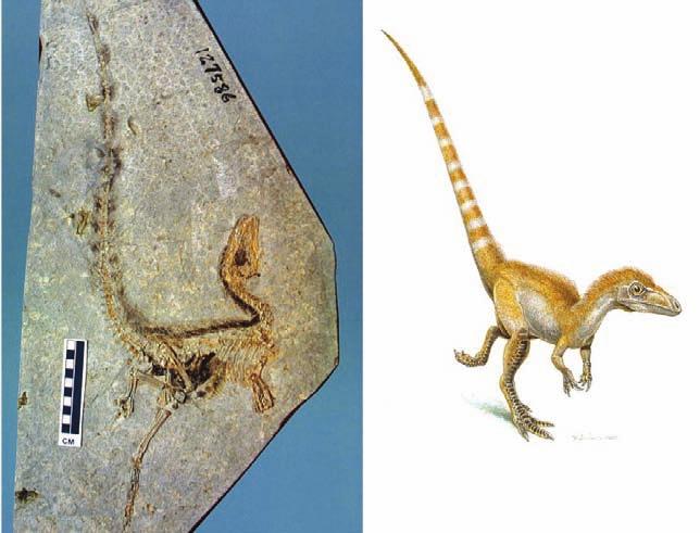 Xu and the coauthors proposed that the evolutionary mode of theropod digits might be much more complicated than previously thought.