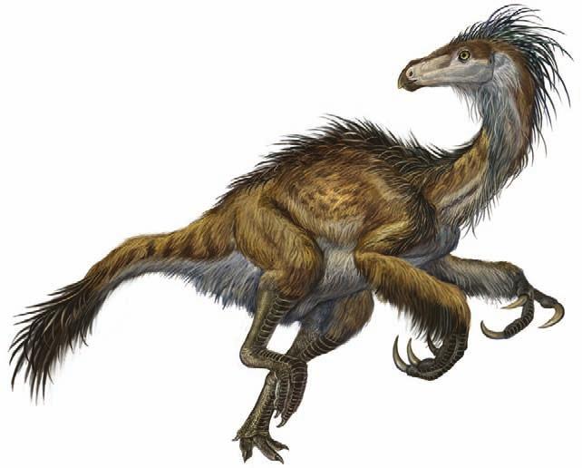Exploration continues Doubts on the existence of feathers in furry dinosaurs having been cleared, further exploration concerning the early evolution of feathers and the origin of flight can now start