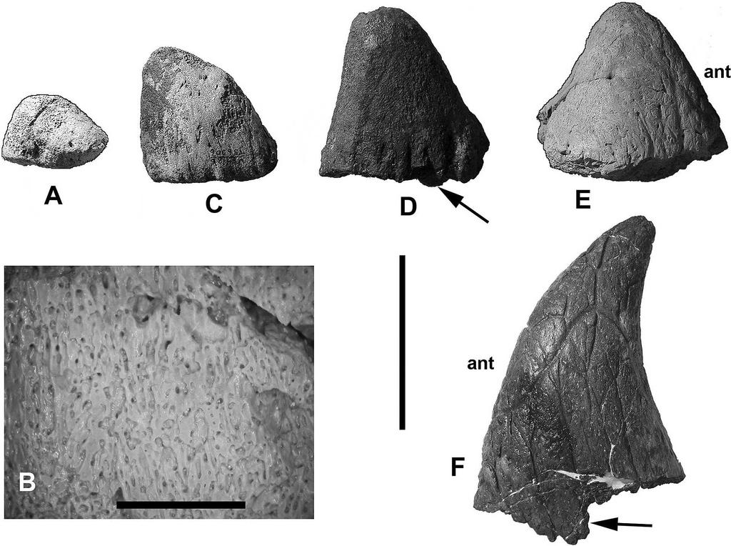136 JOURNAL OF VERTEBRATE PALEONTOLOGY, VOL. 28, NO. 1, 2008 FIGURE 1. Triceratops epinasals in right (A, C E) and left (F) lateral view.