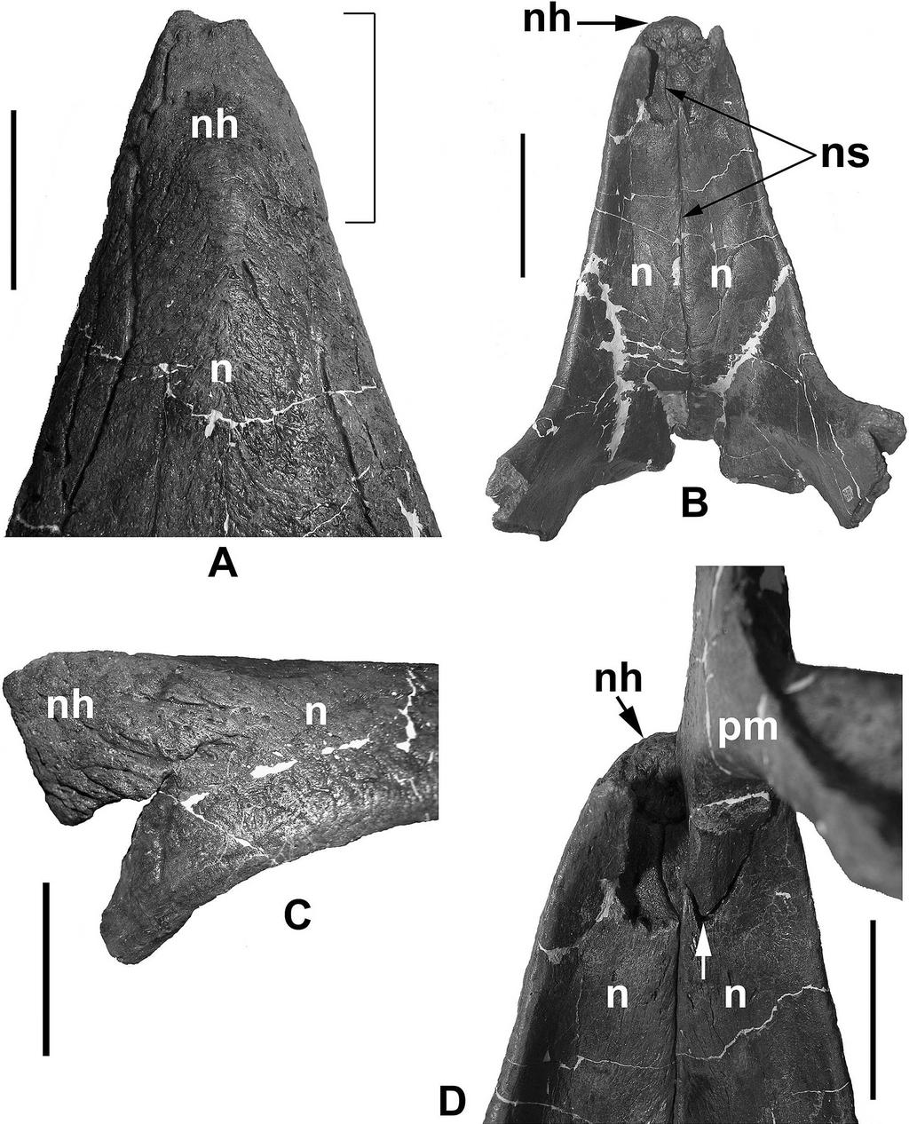 138 JOURNAL OF VERTEBRATE PALEONTOLOGY, VOL. 28, NO. 1, 2008 FIGURE 3. Nasal complex of a subadult Triceratops skull, MOR 1120.