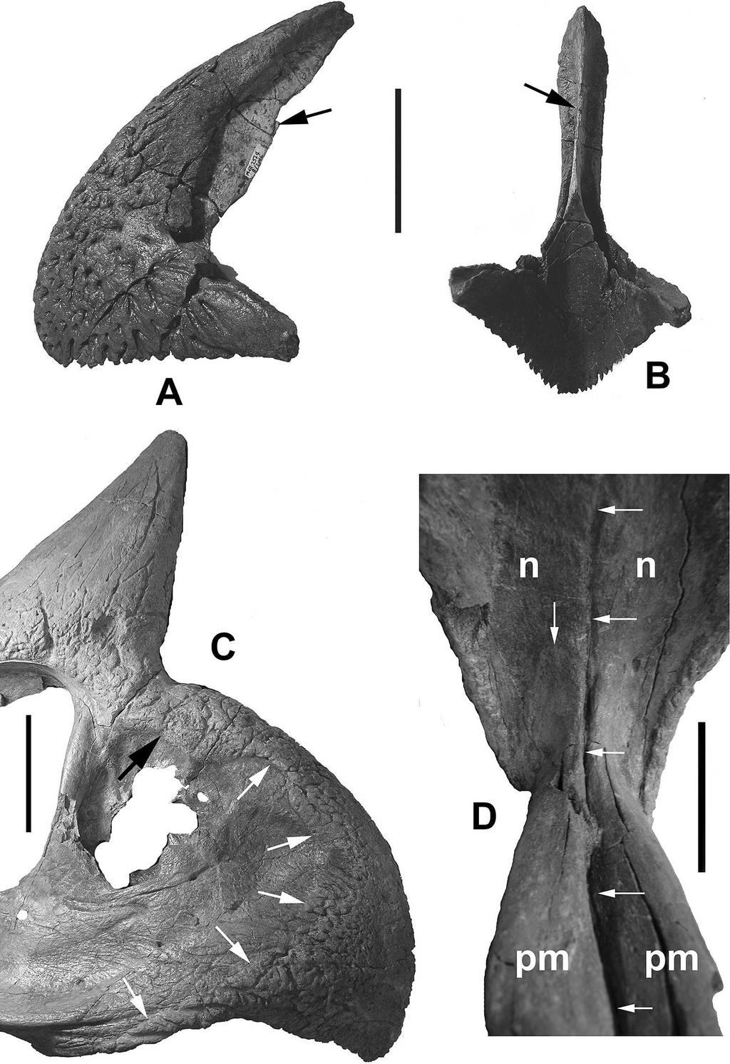 HORNER AND GOODWIN EPI-OSSIFICATIONS IN TRICERATOPS 139 able only by the contrast between the highly porous, vesselchanneled morphology of the rostral with the relatively smoother premaxillae (Fig.