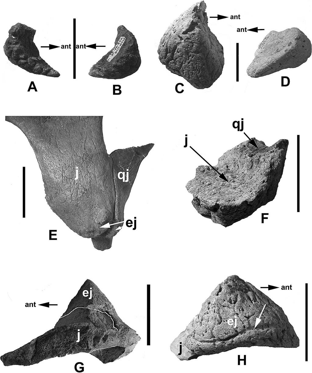 140 JOURNAL OF VERTEBRATE PALEONTOLOGY, VOL. 28, NO. 1, 2008 FIGURE 5. Triceratops epijugals.