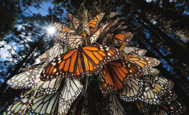 Monarch butterflies at rest completely cover a tree. 1 5 10 15 An interview with Joel Sartore Joel Sartore is a writer, teacher, and photographer.