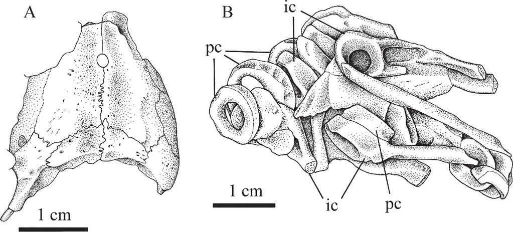 2011 SMALLER EMBOLOMERES FROM OHIO 11 Figure 7. Archeria crassidisca (MCZ 1474), an immature individual. A, skull table. B, caudal vertebrae, approximately 30 segments postsacral.