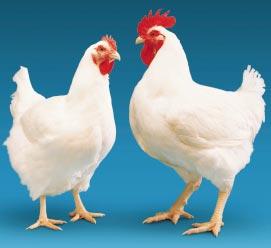 Meat yield would be the target, but the chicken must also carry the Cobb trade marks of outstanding broiler feed conversion, excellent livability and low cost of production.