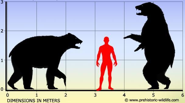 Short-faced Bear (Arctodus simus) Once ranged throughout the US Weighed up