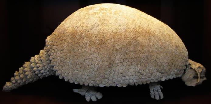 Glyptodon Related to armadillos, but 3 m long and weighing 2 tons Extinct
