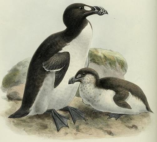 Great Auk (Pinguinus impennis) Flightless birds of N.