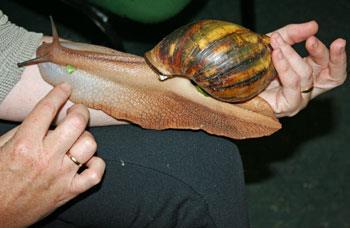 Land snail extinctions Causes:?