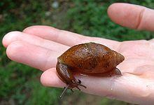African Snail (introduced via pet trade)