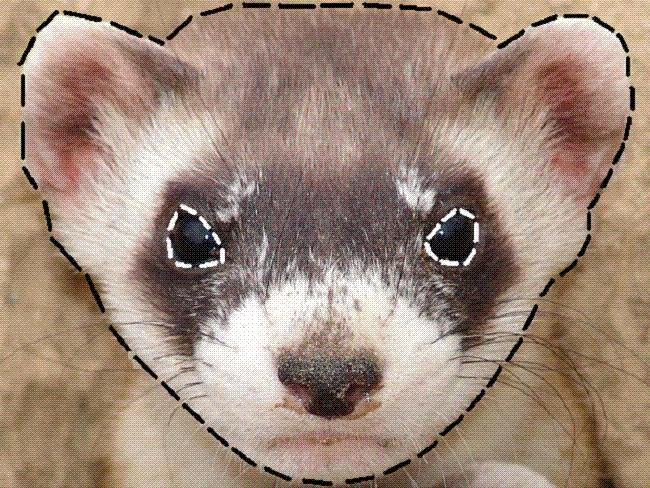 You too can become a Black-footed ferret! Use the picture below to trace out the face of a black-footed ferret.