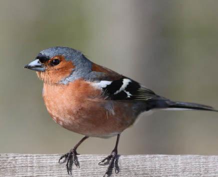 Fringilla coelebs CHAFFINCH Finches (Fringillidae) 14cm long and 26cm wingspan 24 g - about the same as 3 teaspoons of sugar Stocky bright birds, the males have rust red breast, grey head, brown back