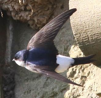 Delichon urbica HOUSE MARTIN Swallows and martins (Hirundinidae) 12 cm long and 28cm wingspan 19 g - about the same as 2½ teaspoons of sugar Agile flyers, with glossy blue-black upper parts, white
