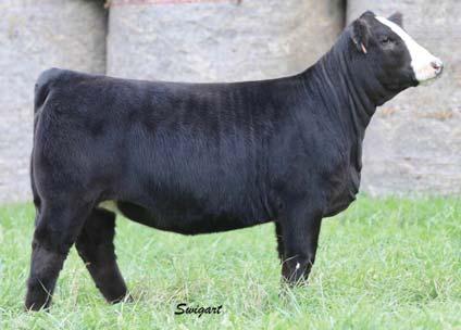 Study the renowned bulls as a sire group and boy they impress. 424 s dam is a beautiful upgrade female, that milks hard and breeds back, that s as important as anything in my book.