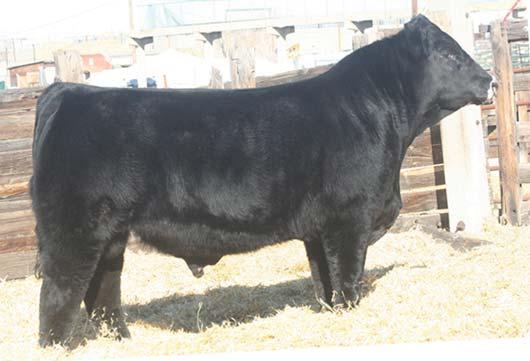 5 Bred 05/18 to DS Substance 138D. Probably the nicest fronted female to sell of the breds this year. Really quiet bred until you get her in a small pen and then she is standoffish, not mean.