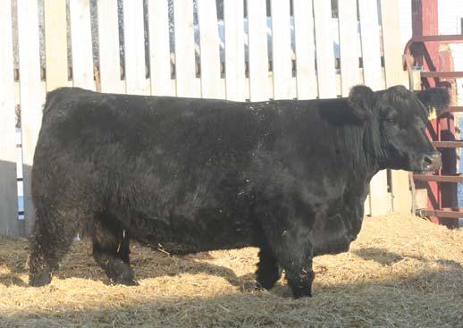 We will have B036 on display at the sale so be sure to look up just how impressive he is.